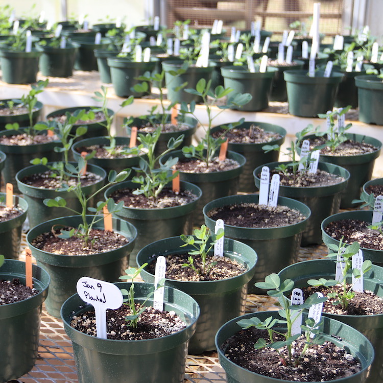 Peanut genome mapping speeds leaf spot research